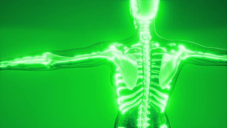 Cuerpo-Humano-Transparente-Con-Huesos-Visibles